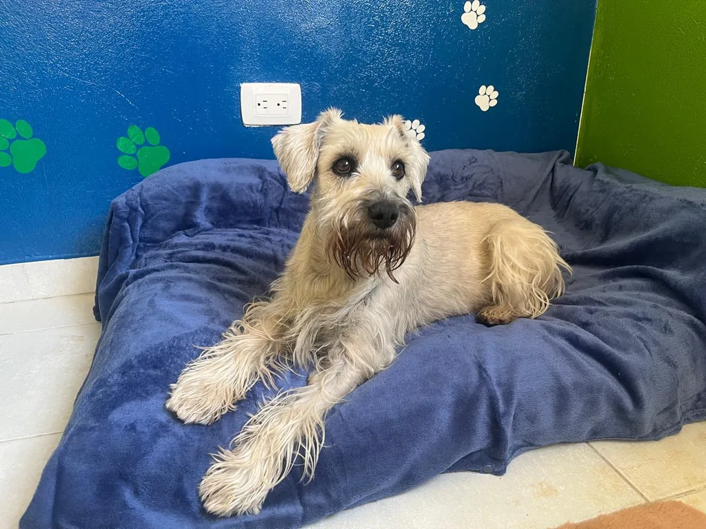 Schnauzer descansando en su cama del hotel