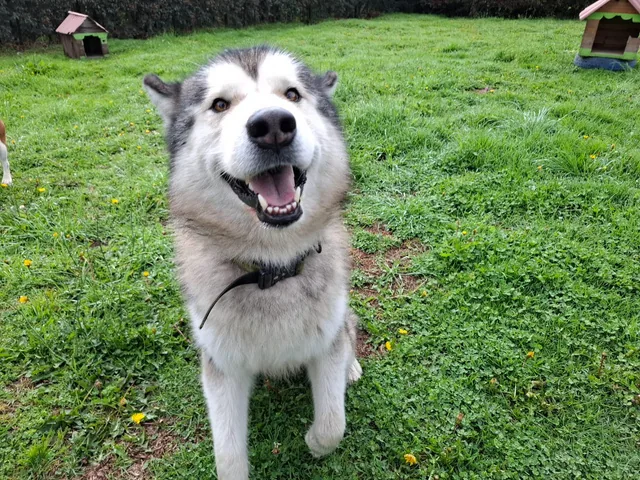 Malamute sonriendo en el pasto