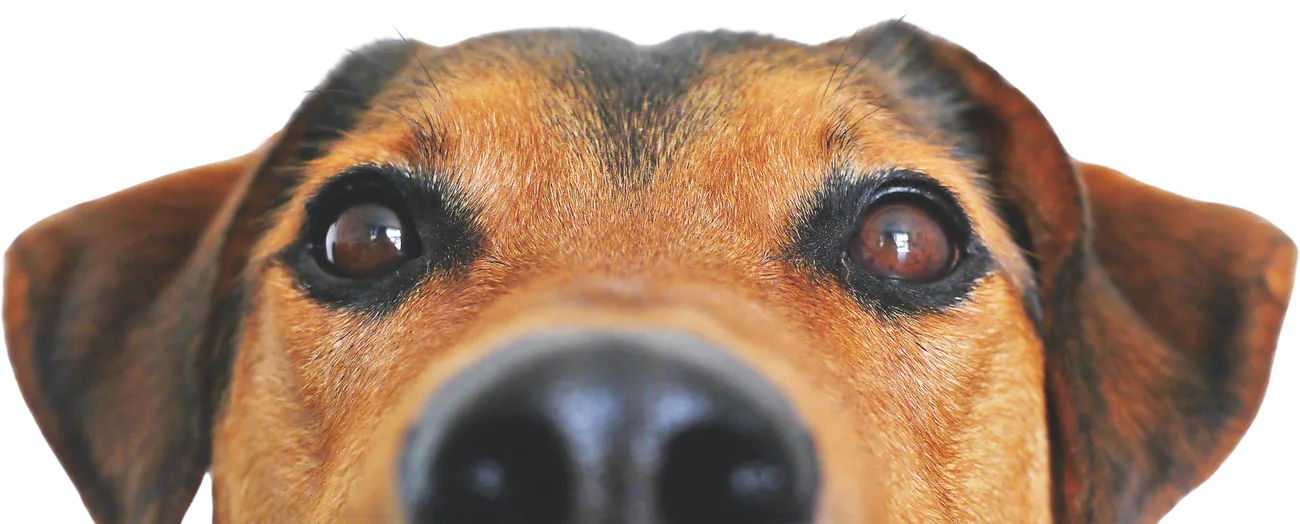 Perro asomándose curioso