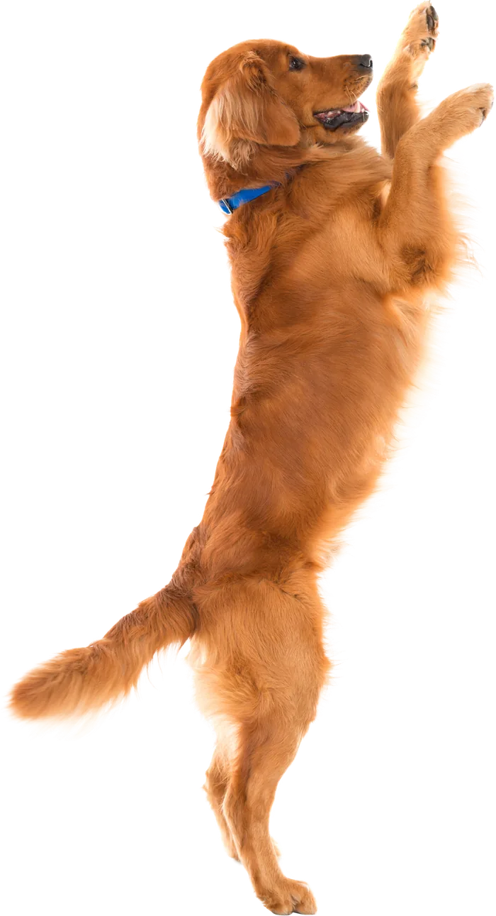 Golden retriever saltando de felicidad